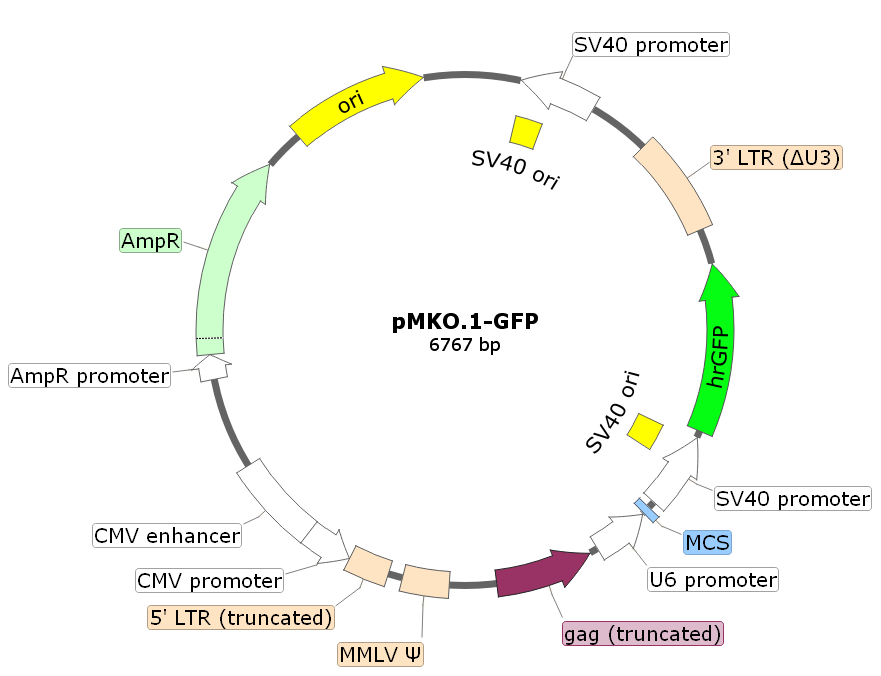 pMKO.1-GFP载体图谱
