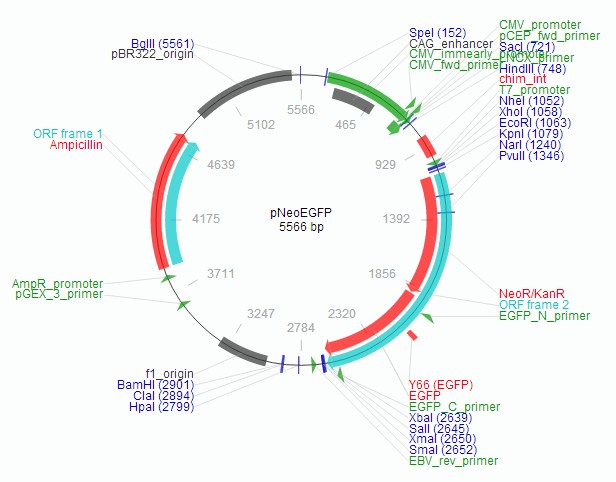 pNeoEGFP载体图谱