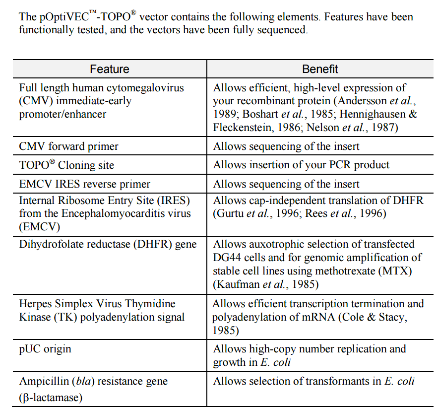 pOptiVEC-TOPO 载体特征