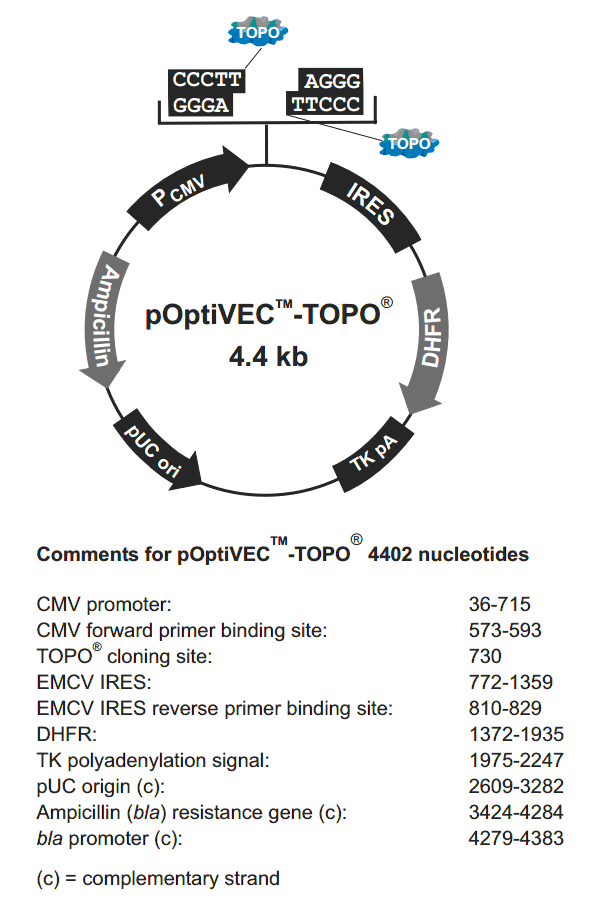 pOptiVEC-TOPO载体图谱