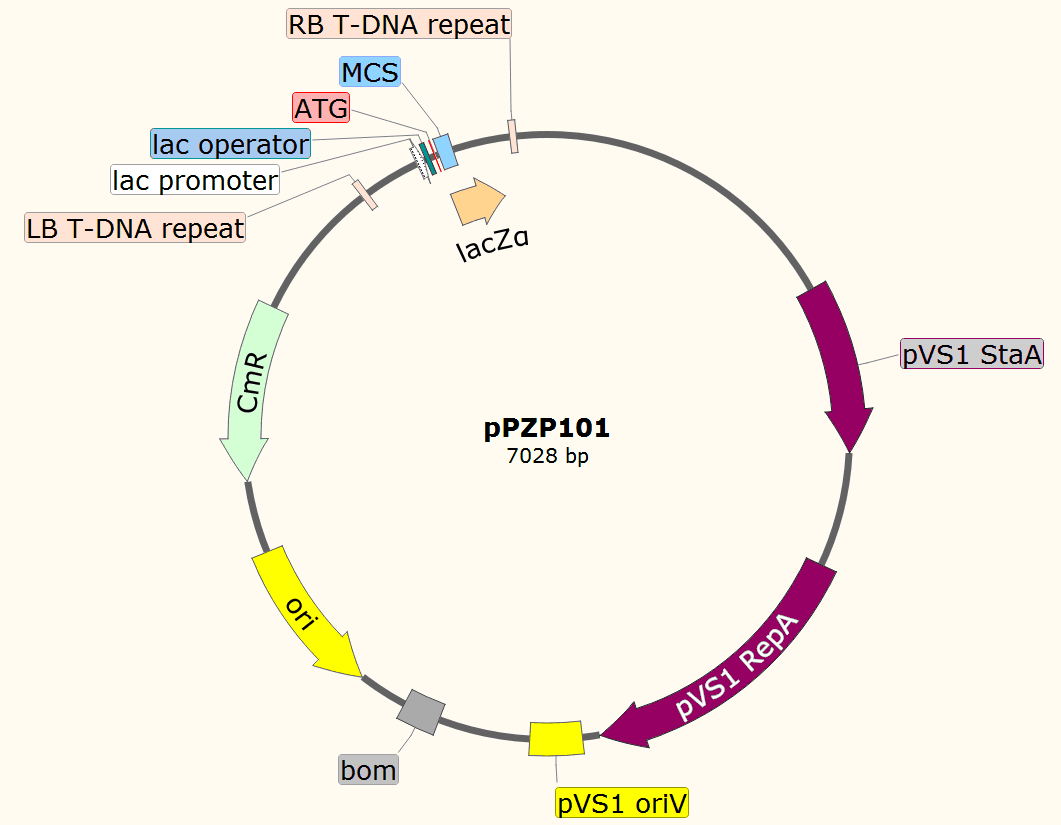 pPZP101载体图谱