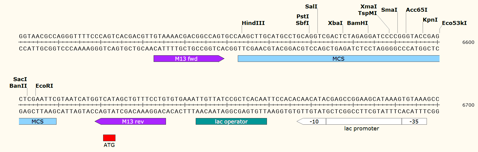 pPZP102 多克隆位点