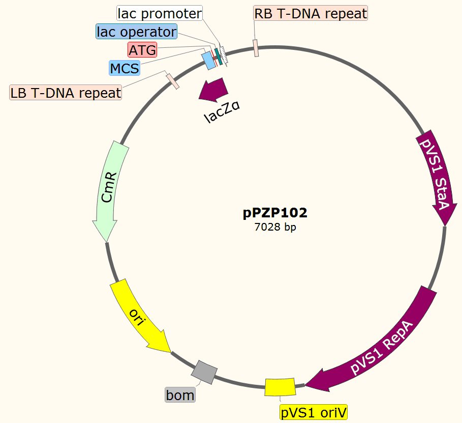 pPZP102载体图谱