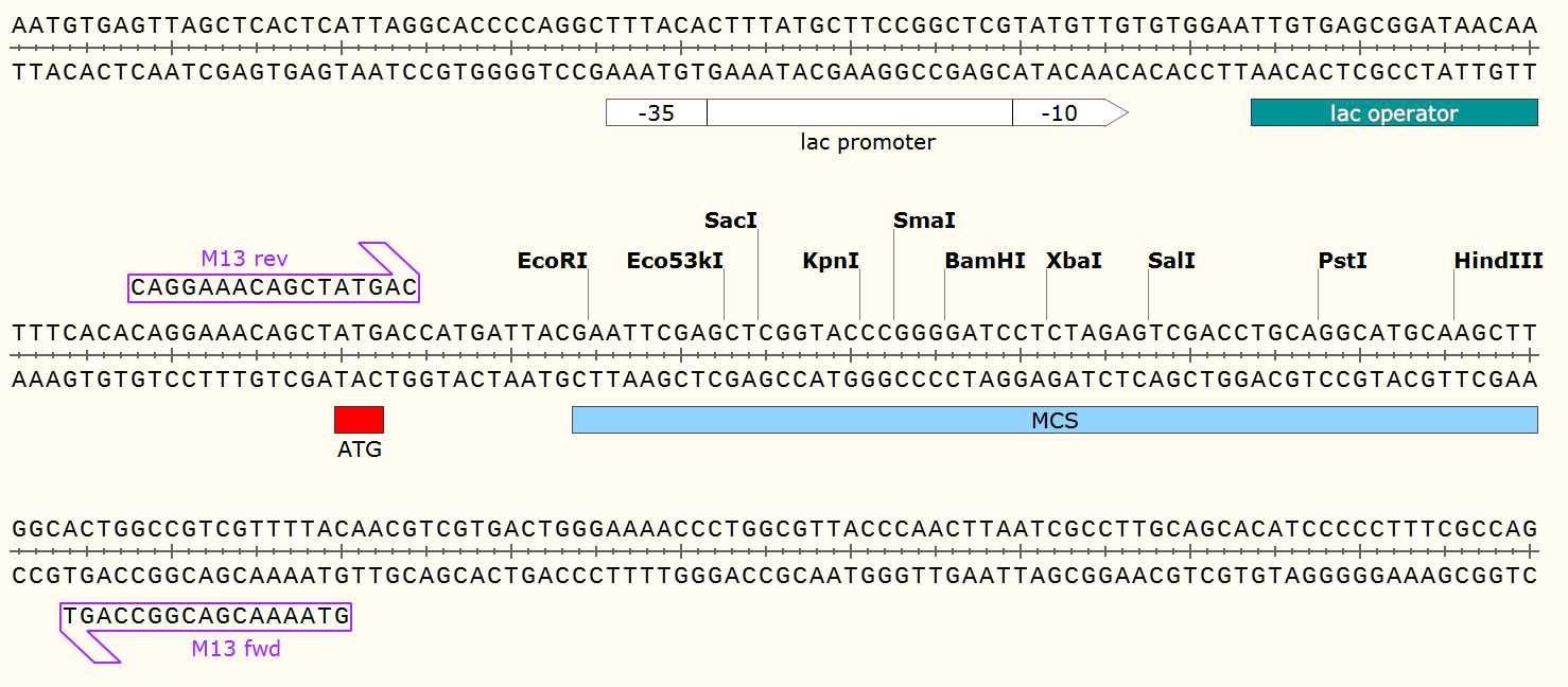 pPZP111 多克隆位点