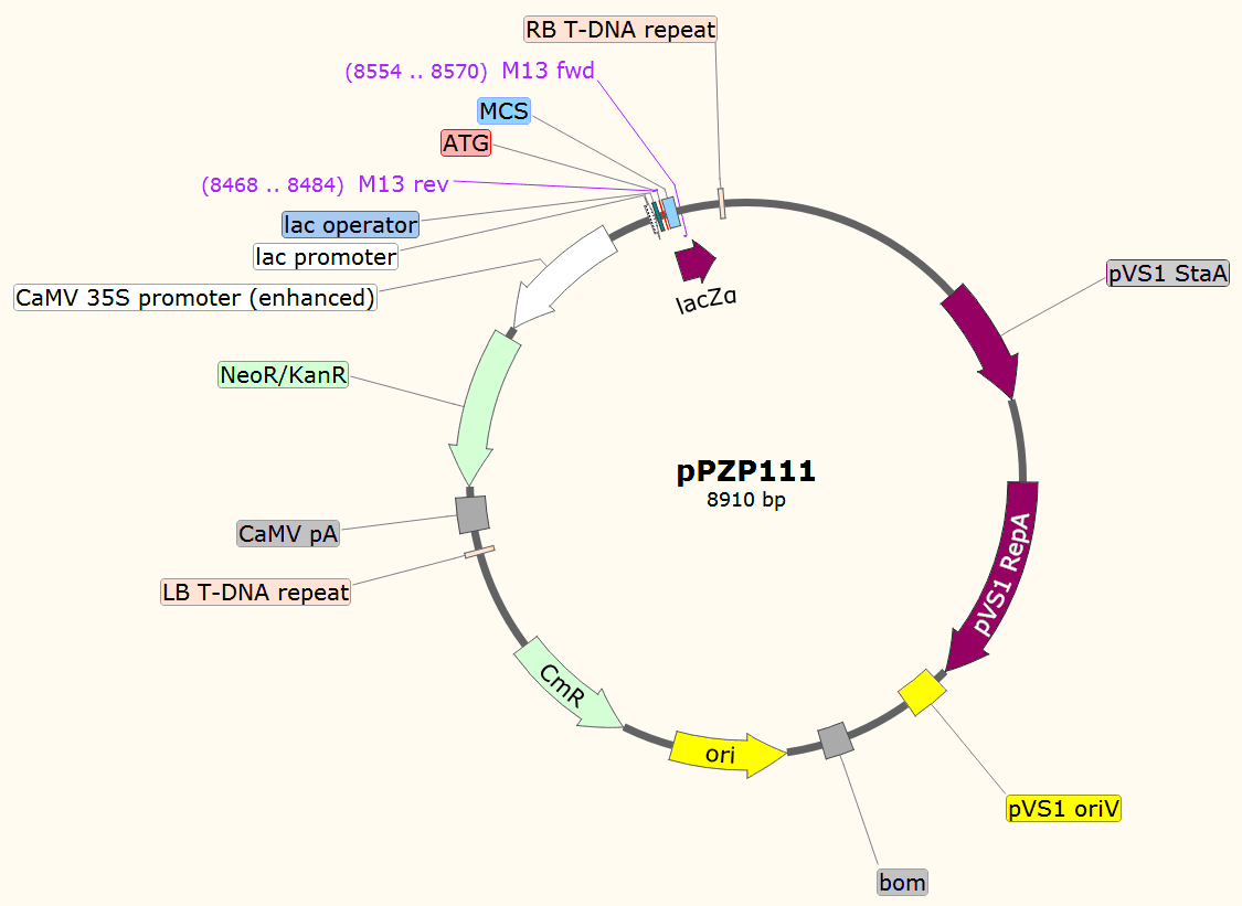 pPZP111载体图谱