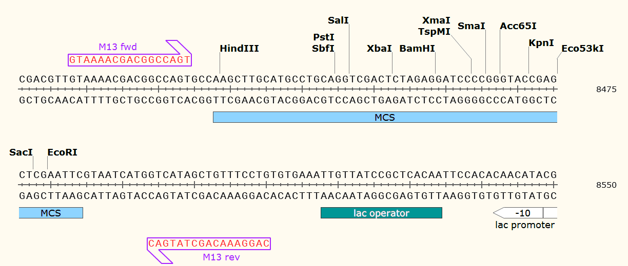 pPZP112 多克隆位点