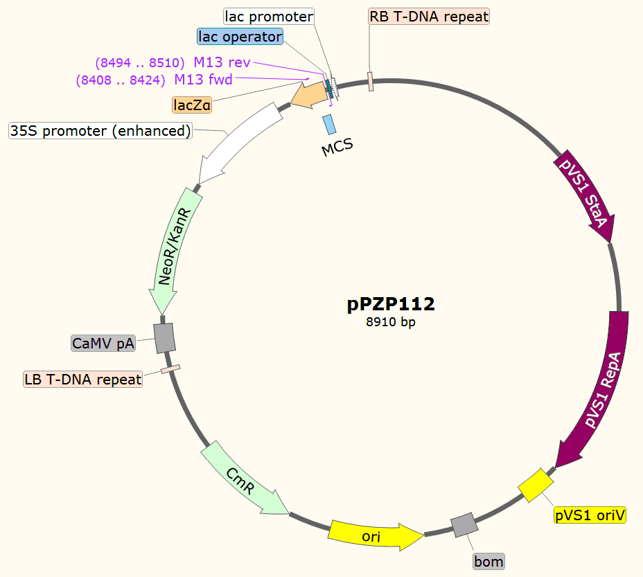 pPZP112载体图谱