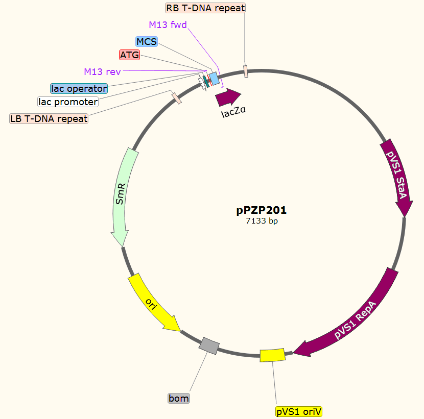 pPZP201载体图谱