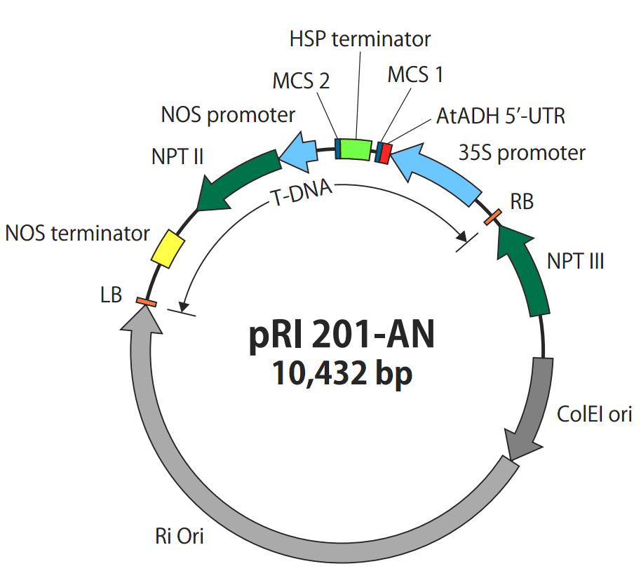 pRI201-AN载体图谱