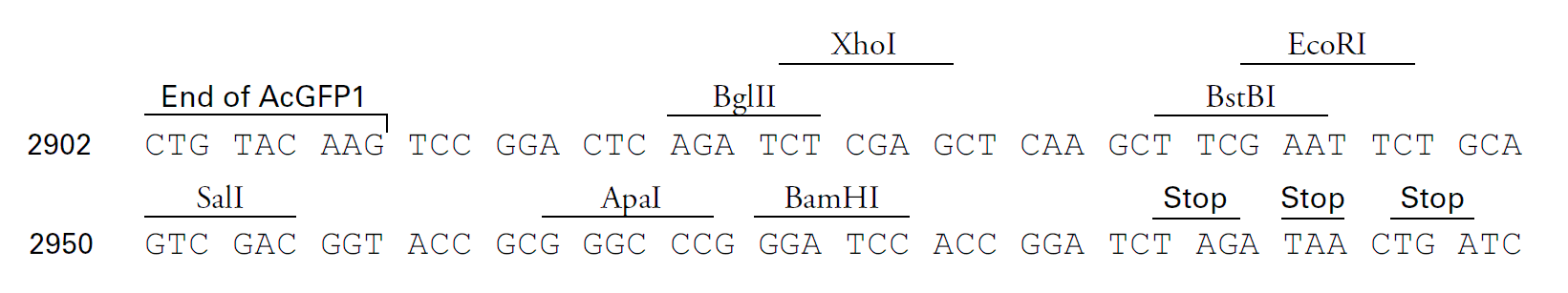 pRetroQ-AcGFP1-C1多克隆位点