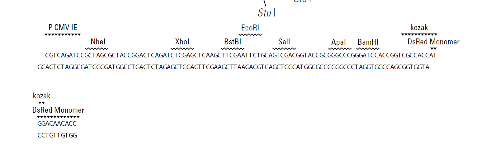 pRetroQ-DsRed-Monomer-N1多克隆位点