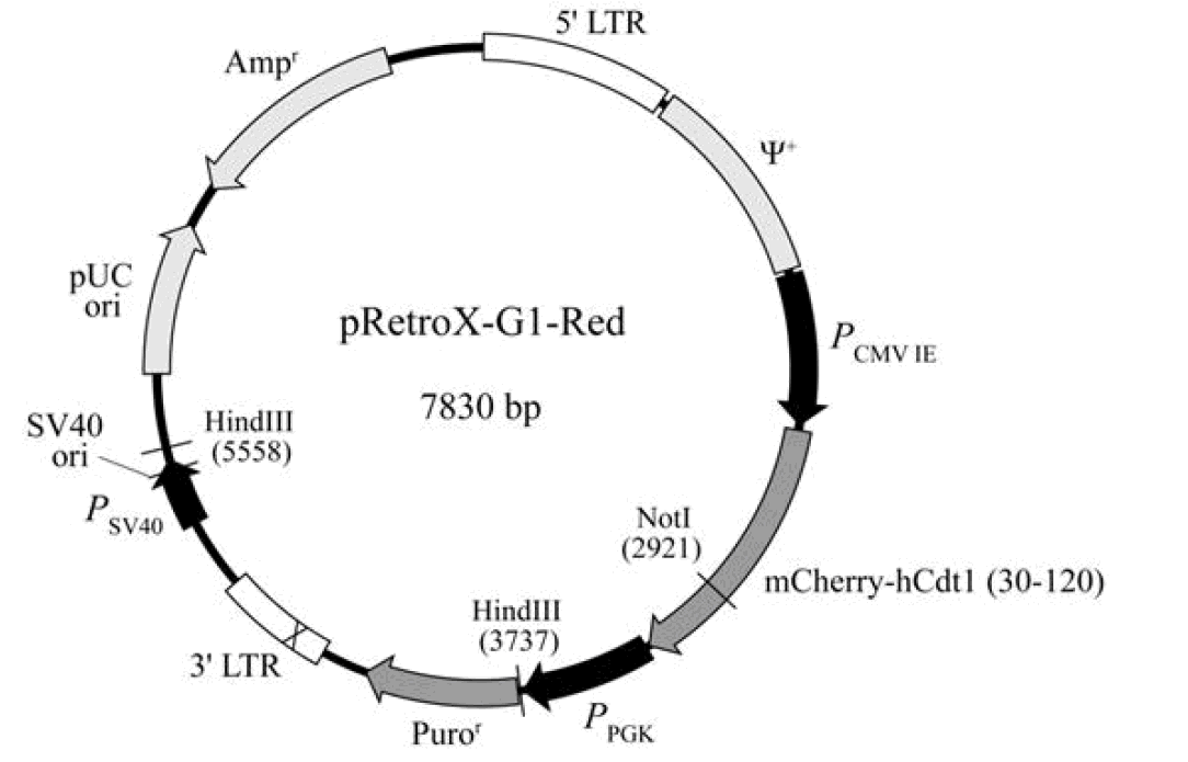 pRetroX-G1-Red载体图谱