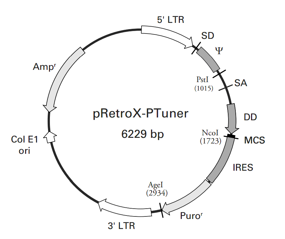 pRetroX-PTuner载体图谱