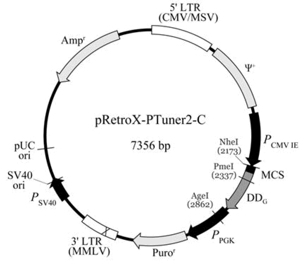 pRetroX-PTuner2-C载体图谱