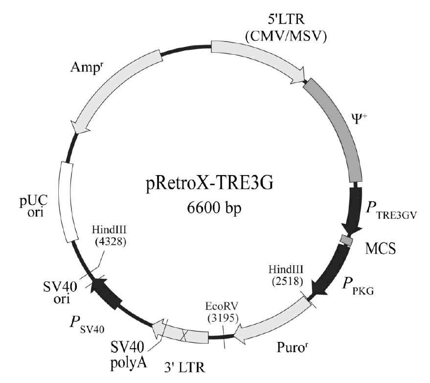 pRetroX-TRE3G载体图谱