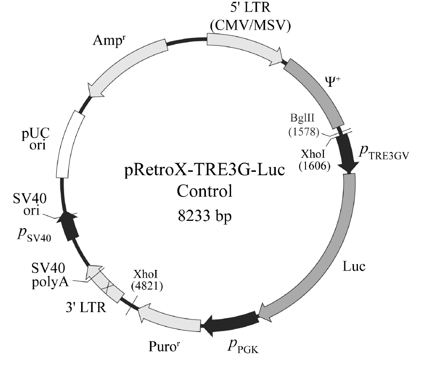 pRetroX-TRE3G-Luc载体图谱