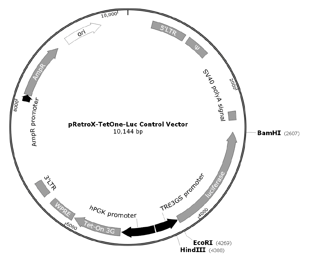 pRetroX-TetOne-luc载体图谱