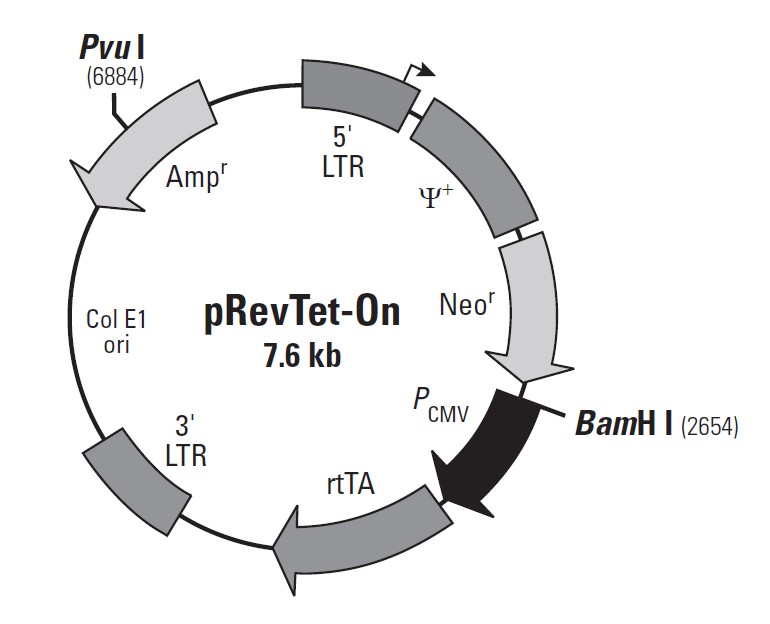 pRevTet-On载体图谱