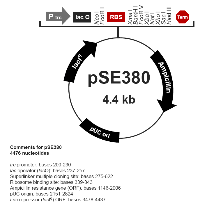 pSE380载体图谱