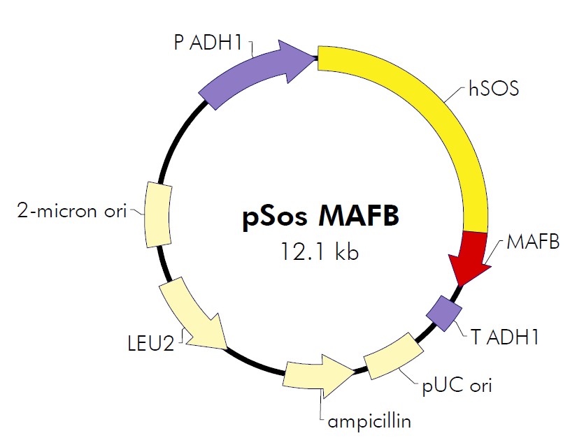 pSos MAFB载体图谱