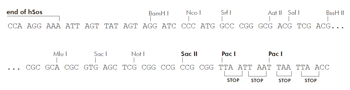 pSos多克隆位点