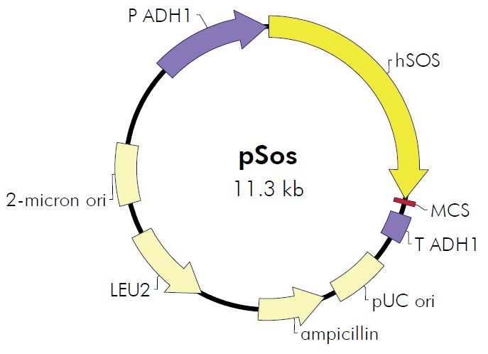 pSos载体图谱