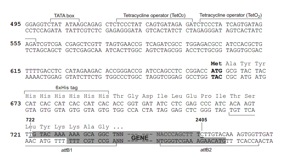 pT-Rex-DEST31多克隆位点