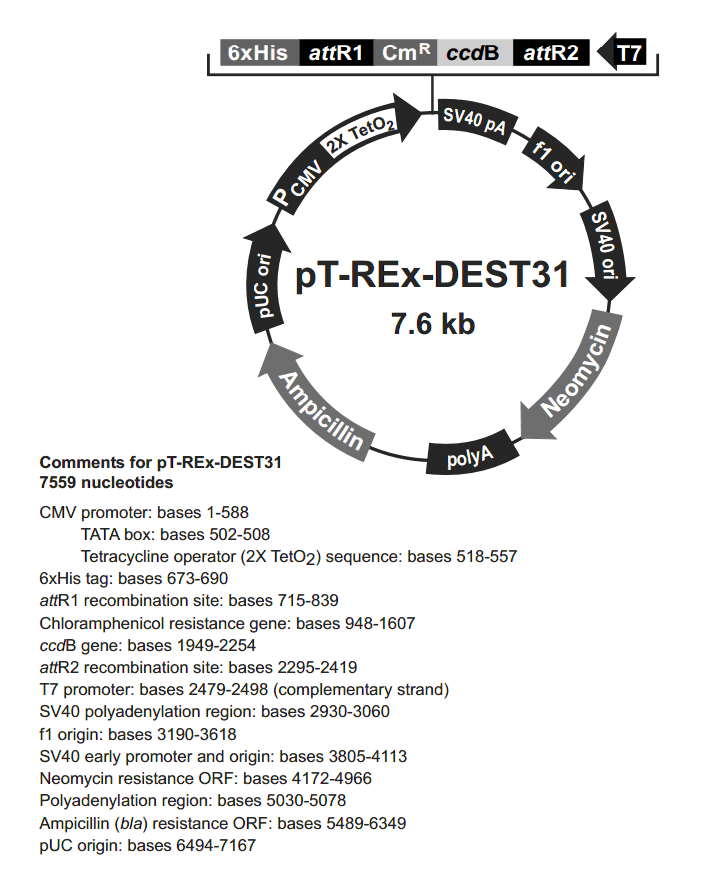 pT-Rex-DEST31载体图谱