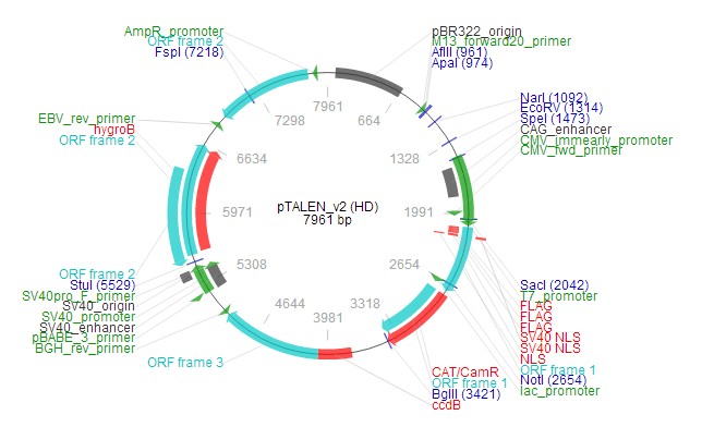 pTALEN v2 (HD)载体图谱