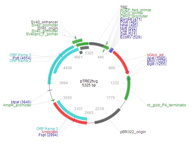 pTRE2 hygro载体图谱2