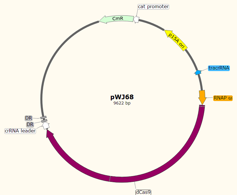 pWJ68载体图谱