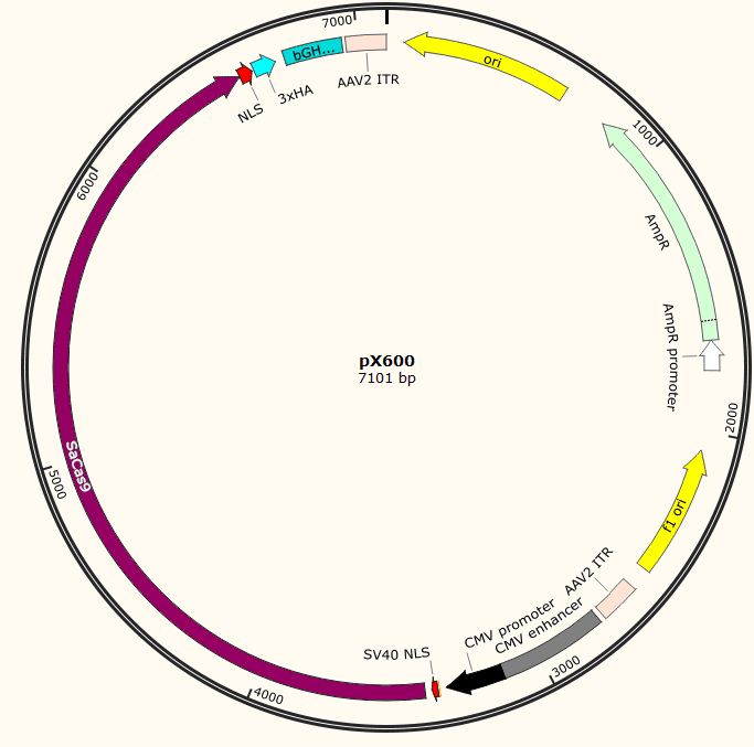 pX600载体图谱