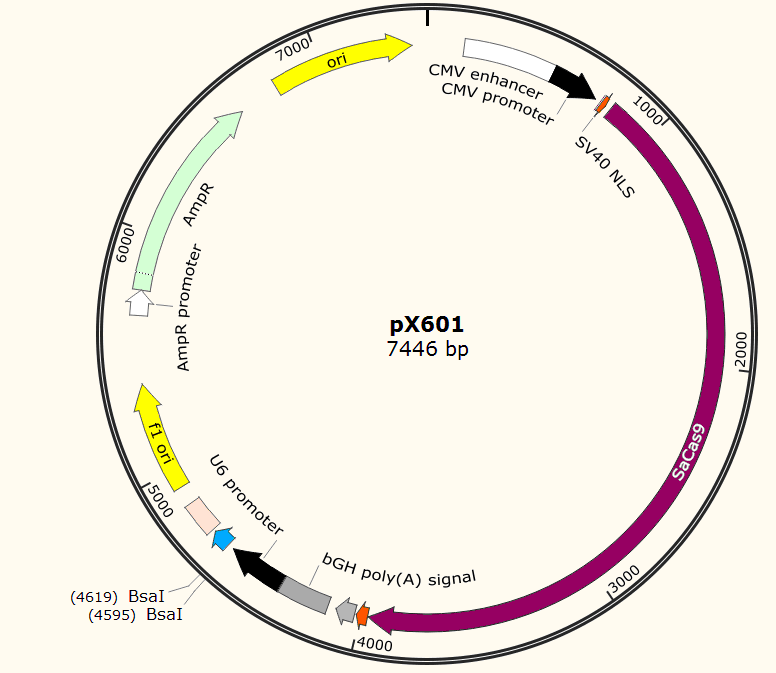 pX601载体图谱