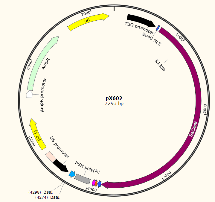 pX602载体图谱