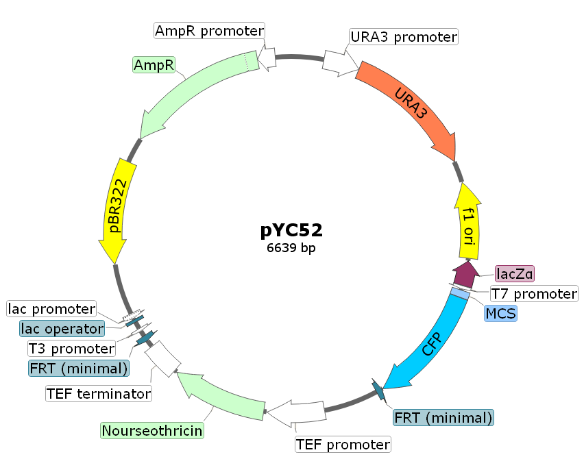 pYC52载体图谱