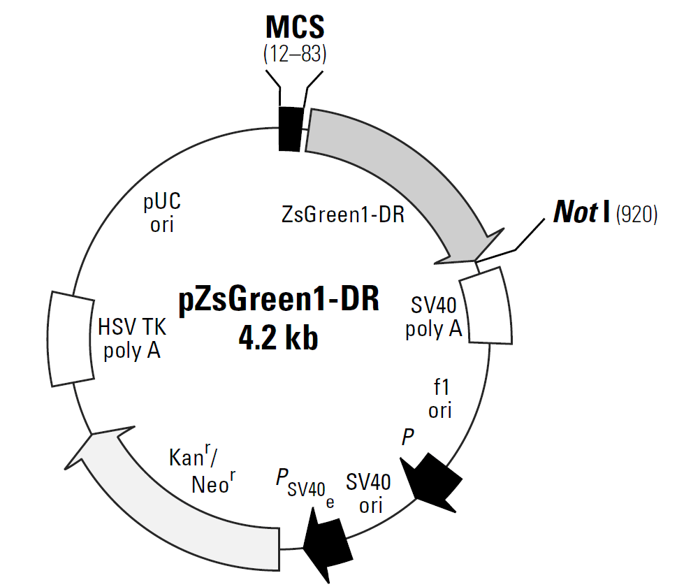 pZsGreen1-DR载体图谱