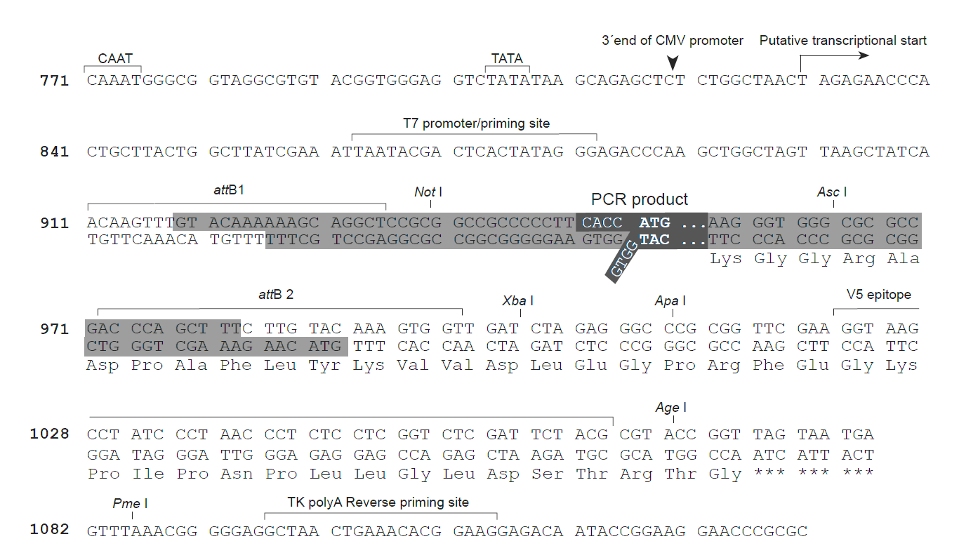 pcDNA3.2-GW-D-TOPO 克隆位点