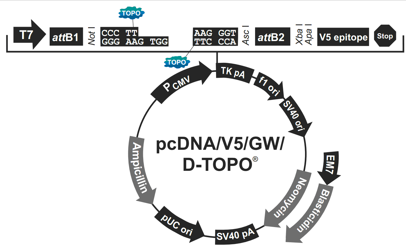 pcDNA3.2-GW-D-TOPO载体图谱