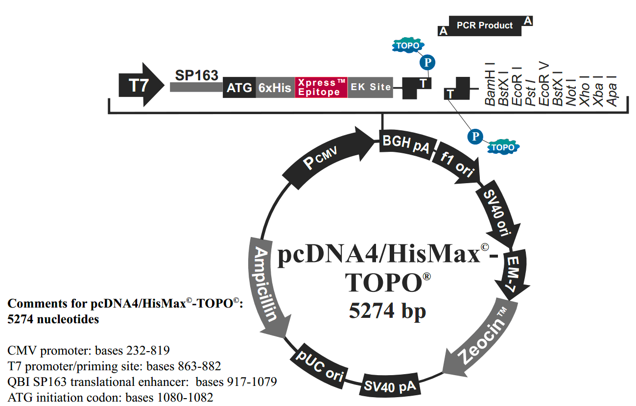 pcDNA4-HisMax-TOPO载体图谱