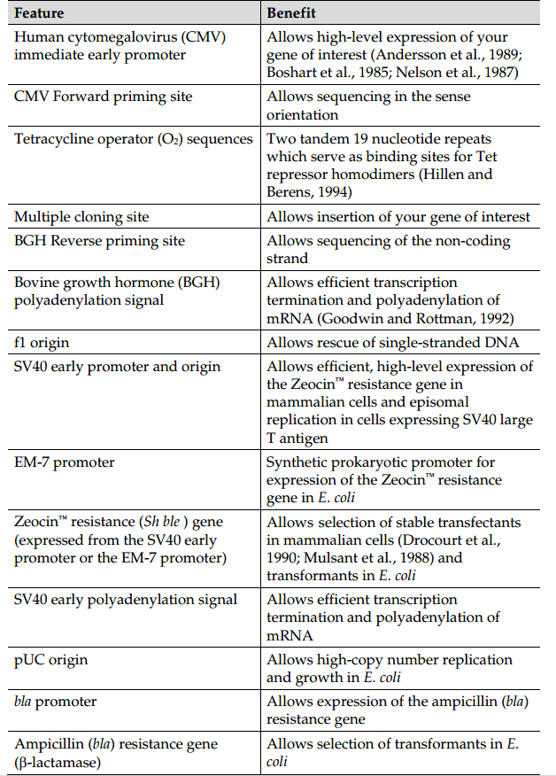 pcDNA4-TO 载体特征