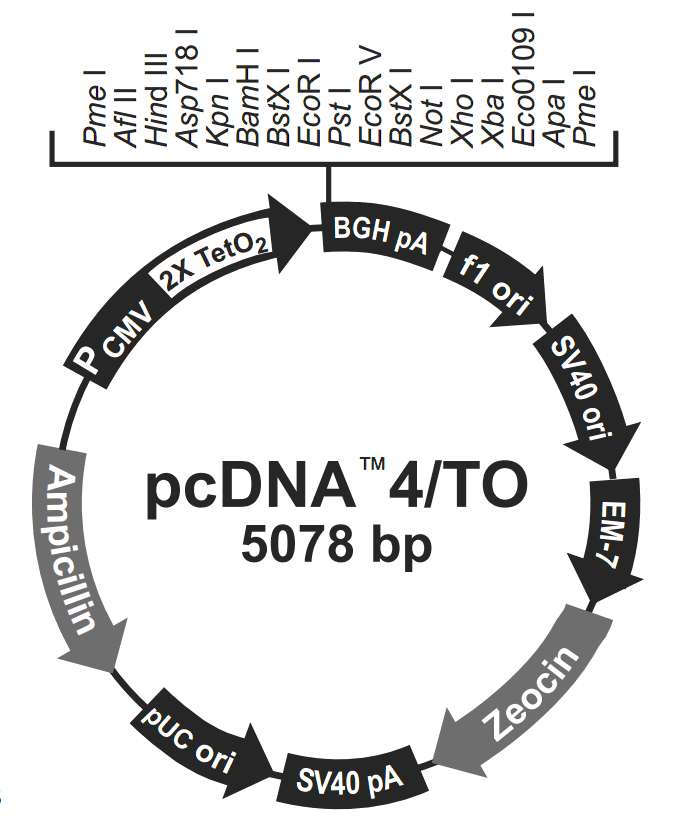 pcDNA4-TO载体图谱