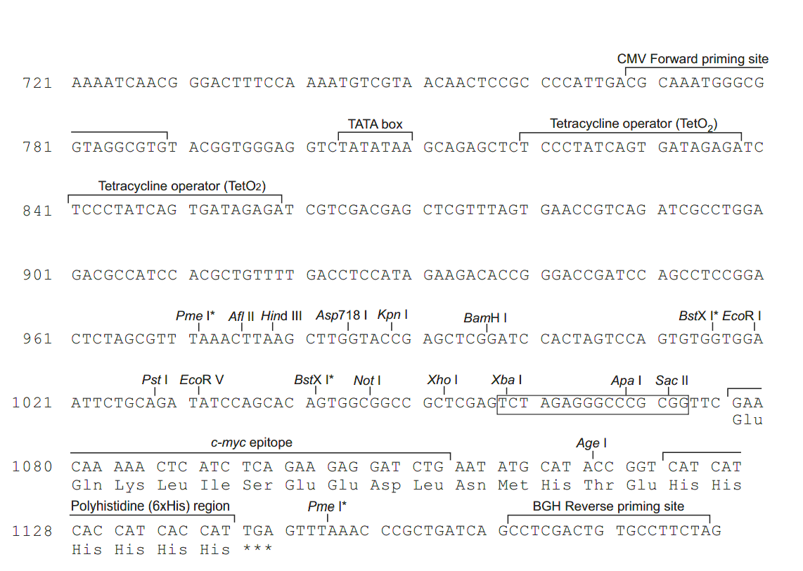 pcDNA4-TO-myc-His B 多克隆位点