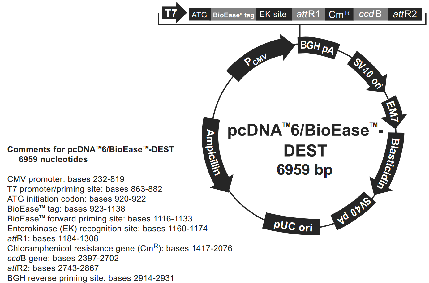 pcDNA6-BioEase-DEST 载体图谱