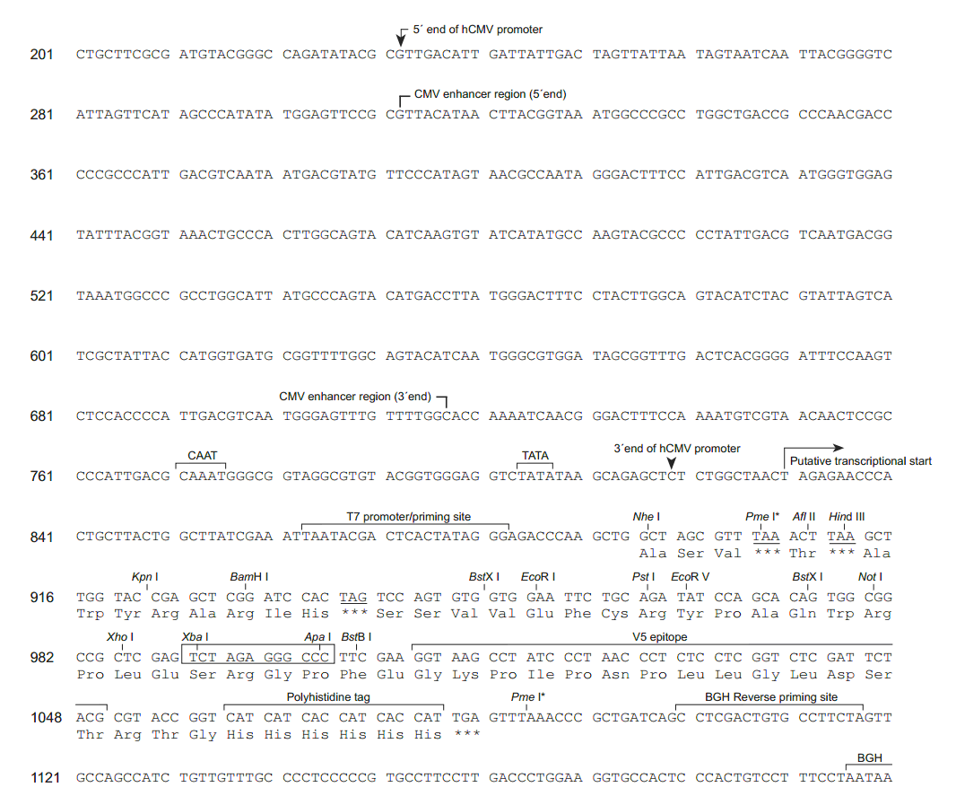 pcDNA6-V5-His A 多克隆位点