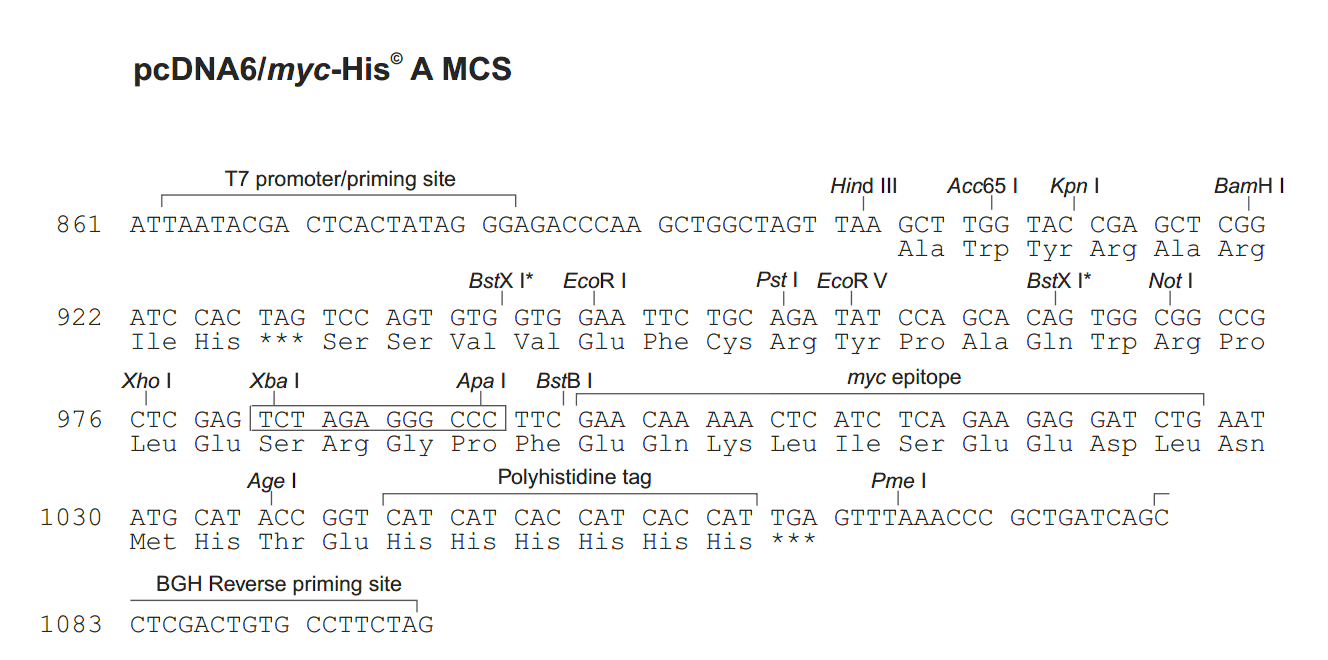 pcDNA6-myc-His A 多克隆位点