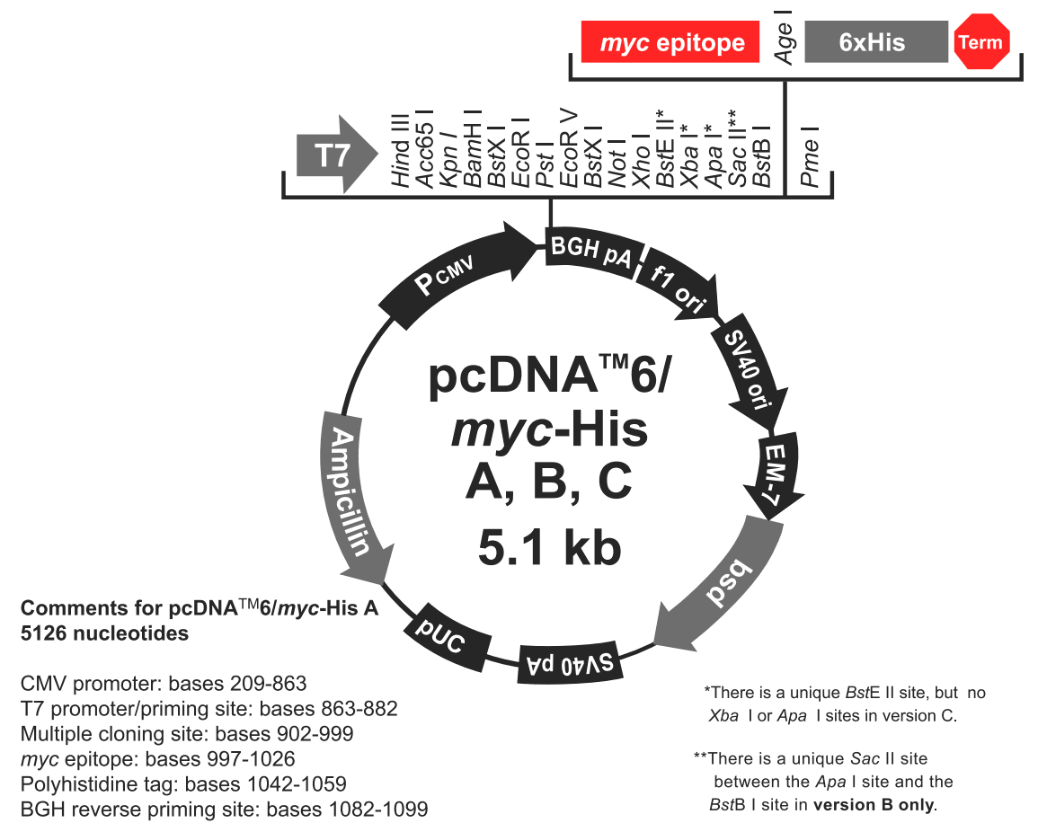 pcDNA6-myc-His A 载体图谱