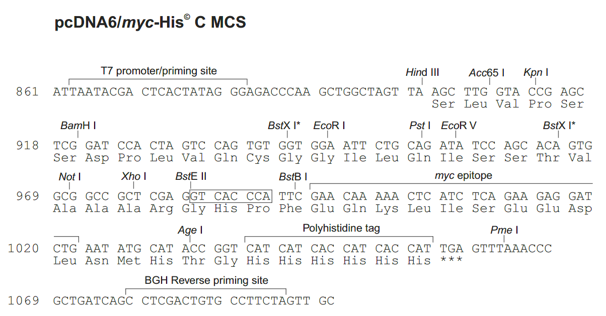 pcDNA6-myc-His C 多克隆位点