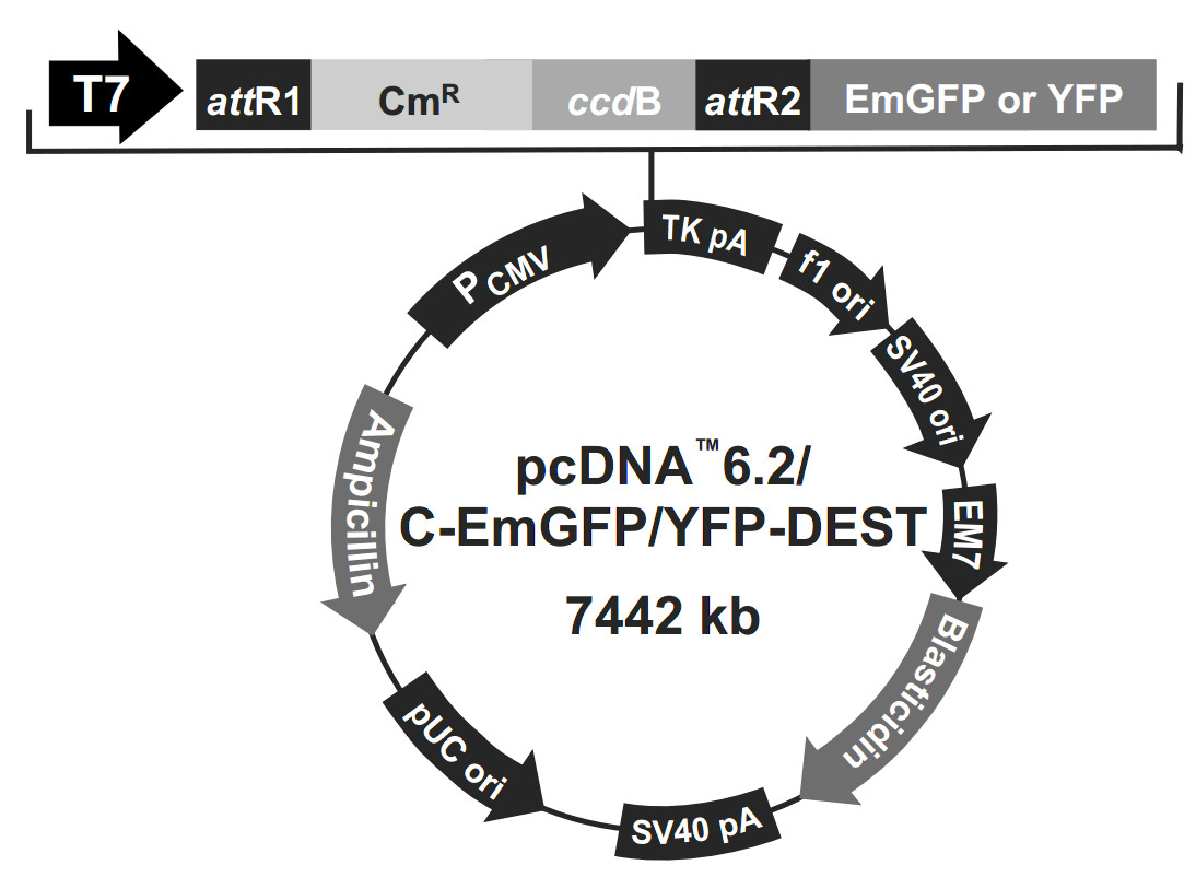 pcDNA6.2-C-EmGFP-DEST 载体图谱