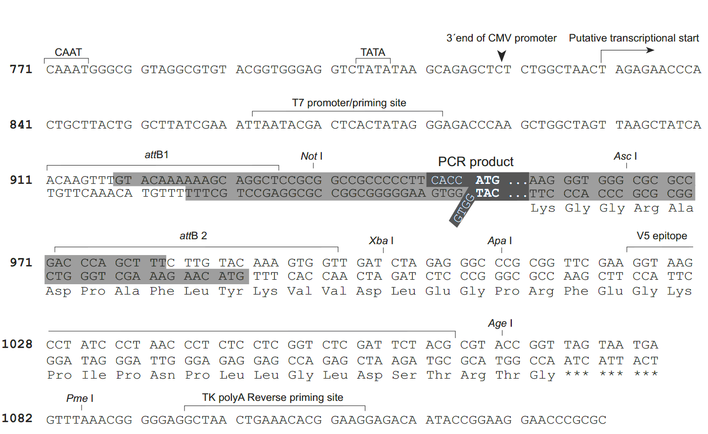 pcDNA6.2-GW-D-TOPO 克隆位点