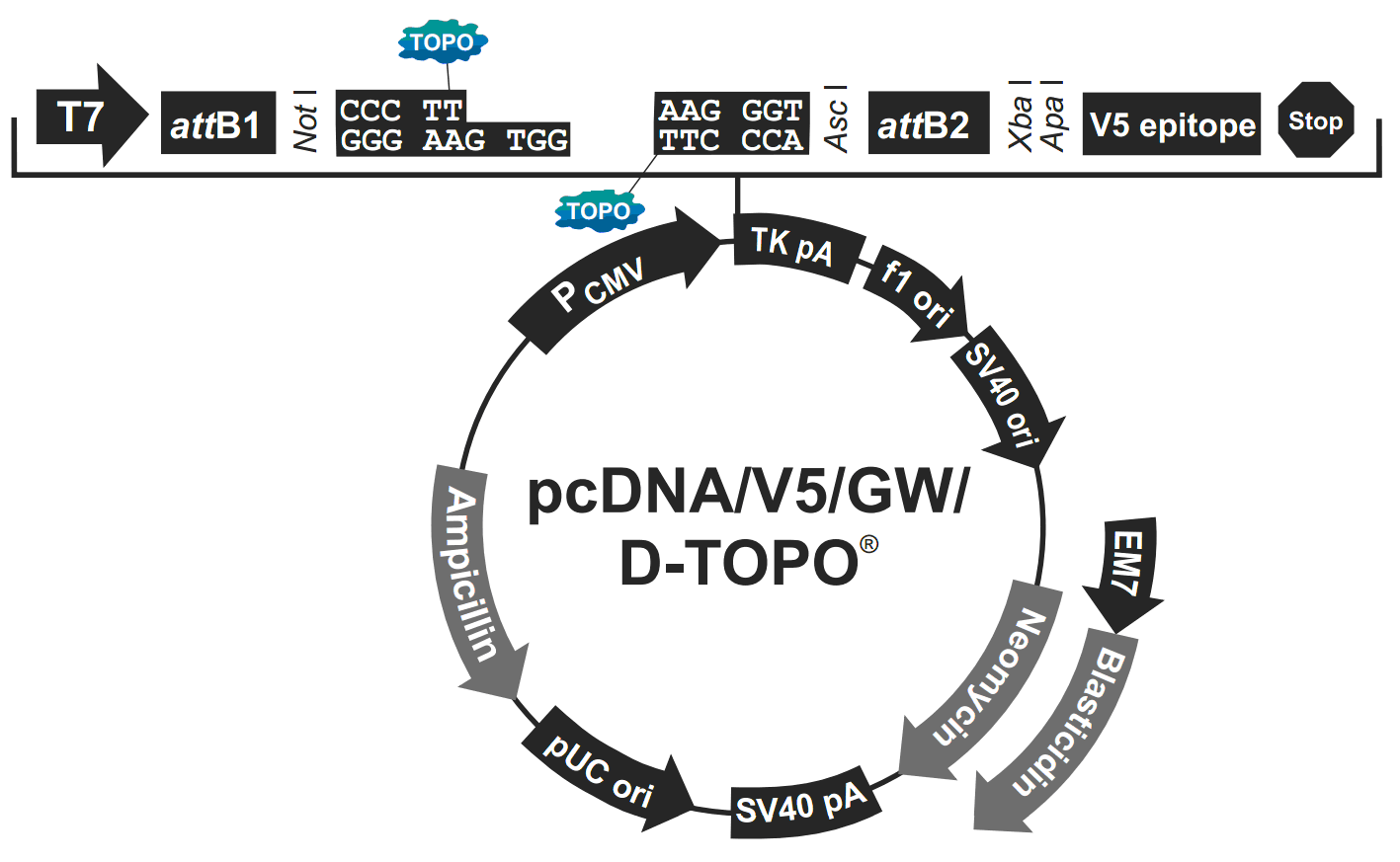 pcDNA6.2-GW-D-TOPO载体图谱